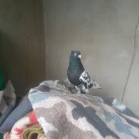 کله سیاه چیش چنگ سفید معاوضه با سهره وحش