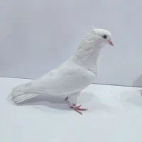 کبوتر کفتر اراکی