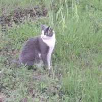 گمشده گربه|گربه|لاهیجان, آهندان|دیوار