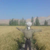 برنجی ز دامنه‌ی رشته کوه هزار مسجدخراسان رضوی لاین|خوردنی و آشامیدنی|تهران, ایران|دیوار