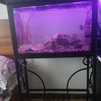 اکواریوم بزرگ با تمام لوازم مرجان های خواص|ماهی|قائم‌شهر, |دیوار