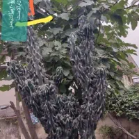 کاکتوس صخره ای سبزسبز|گل و گیاه طبیعی|قائم‌شهر, |دیوار