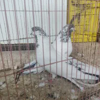 کبوتر تکپر کله