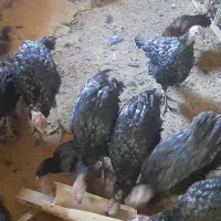 بوقلمون های ۵ ماهه سالم|حیوانات مزرعه|چهاردولی, |دیوار