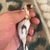 سهره نر محاجر رخ قفل|پرنده|اردبیل, |دیوار