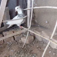 طوقی ساده|پرنده|خوسف, |دیوار