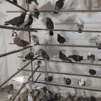 کفتر قم جمعه رسید آنتیک پرنده سرای کیان جدا کن