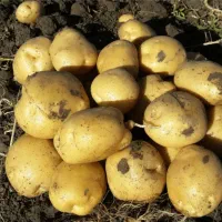 سیب زمینی آکرا