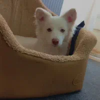 سگ خانگی تربیت شده|حیوانات|نهاوند, |دیوار