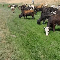 علوفه(گزره)