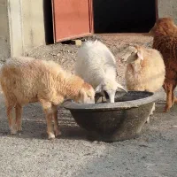 ۶عدد بره رومانف