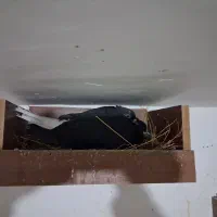 تعداد ۱۰۰عدد دم سفید کرمونی|پرنده|مشهد, هفده شهریور|دیوار