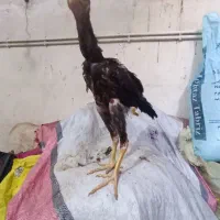 مرغ لاری اصل  وقوغاز