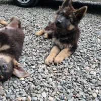 توله سگ ژرمن|سگ|اصلاندوز, |دیوار