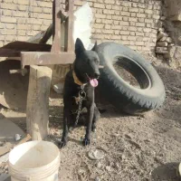 سگ ماده|سگ|لالجین, |دیوار