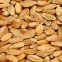 گندم دیمی، برای کاشت، روستای کپر