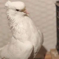 سرخ و سفید و قلمکار کبوتر