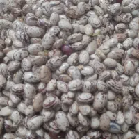 لوبیا چیتی ۳۰۰ کیلو بذری کیلوی ۴۰۰ هزار تومان