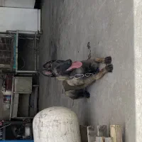 سگ مالینیوز نگهبان درجه یک تربیت شده|سگ|یزد, |دیوار