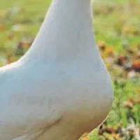 مرغ زنده مرادی