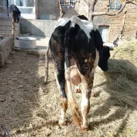 گاو با گوساله ماده