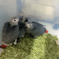 جوجه کاسکو دم قرمز