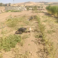 جوجه بوقلمون 3ماه و 3.5ماهه