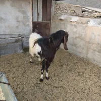 یک عدد نربز پاکستانی|حیوانات مزرعه|اسلامشهر, شهرک واوان|دیوار