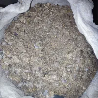 زل کبوتر