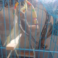 عروس هلندی