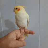 عروس هلندی لوتینو