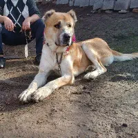 سگ خراسانی اصیل سگ نگهبان گله همه چی تمام