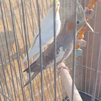 عروس هلندی|پرنده|قم, انصارالحسین|دیوار