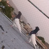 کبوتر کله اهوازی