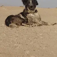 توله قهدریجانی