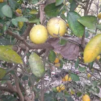 بالنگ یا بادرنگ ونارنج ولیمو شیرین|خوردنی و آشامیدنی|سنگر, |دیوار