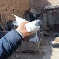 طوقی|پرنده|اردبیل, |دیوار