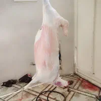 قصابی سیار