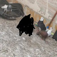 کبوتر پرشی