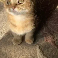 گربه اسکاتیش بریتیش|گربه|لاهیجان, شیخ زاهد|دیوار