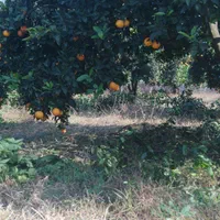 باغ روستای لیوان شرقی|فروش زمین و ملک کلنگی|نوکنده, |دیوار