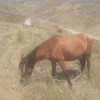 مادیان با کره قاطر