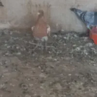 میولمنز درجه یک|پرنده|برازجان, |دیوار