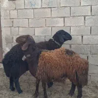 بره نر،گوسفند،میش|حیوانات مزرعه|اسحاق آباد, |دیوار