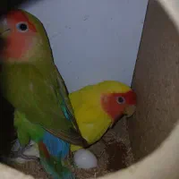 طوطی  برزیل