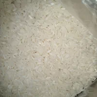 برنج طارم شمال