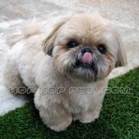 توله شیتزو سوپر فلت