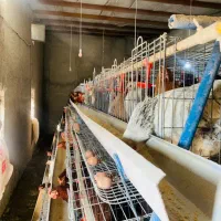 فروش مرغ تخمگذار گلپایگانی