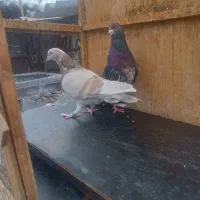 کفتر کفتر بازی|پرنده|ری, علایین|دیوار