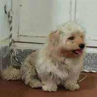 سگ تربیت شده خانگی